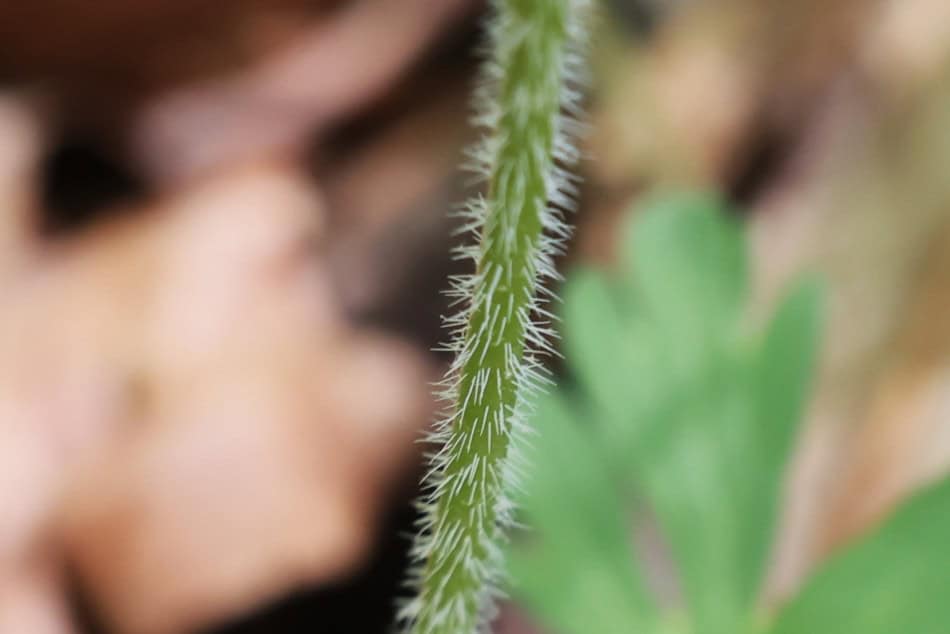 geranium-maculatum stalk