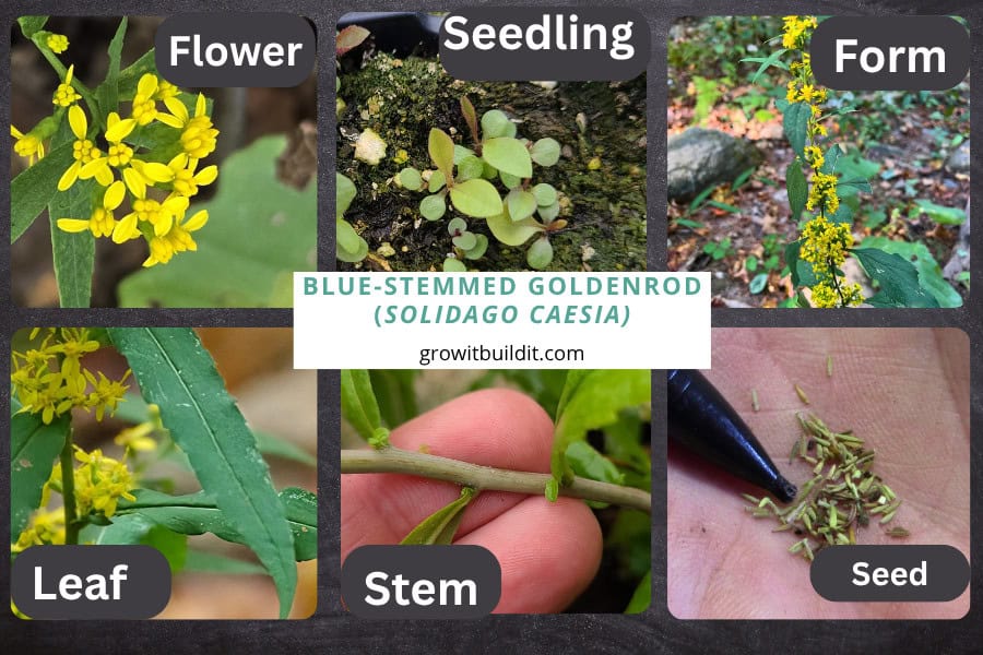Blue-stemmed goldenrod identification