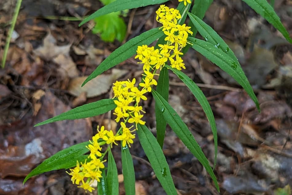 solidago-caesia flowerheads