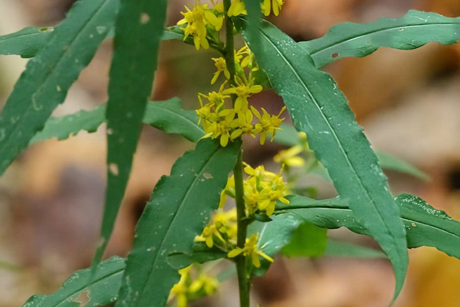 blue-stemmed-goldenrod