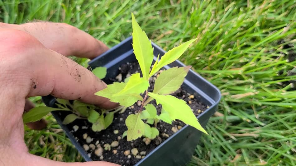 blue-stemmed-goldenrod seedling juvenile