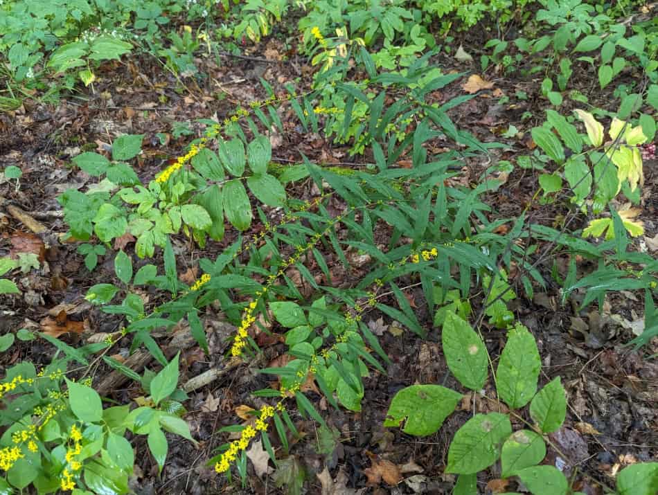 solidago-caesia leaning arching