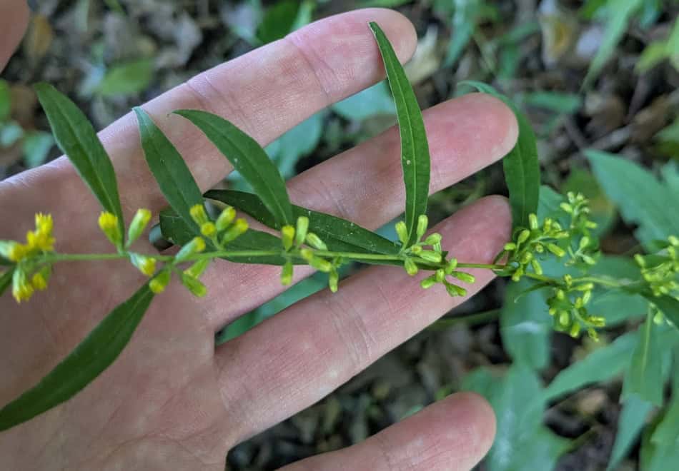 solidago-caesia leaf