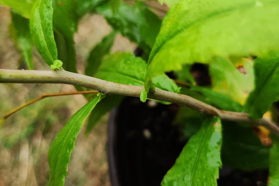 solidago caesia stalk stem