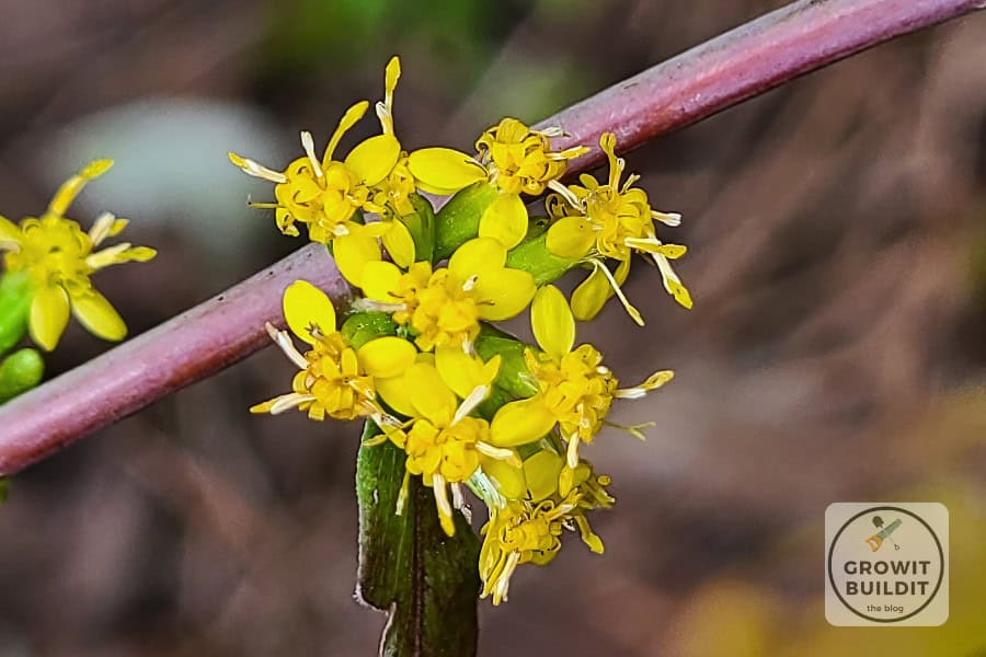 solidago-caesia flower