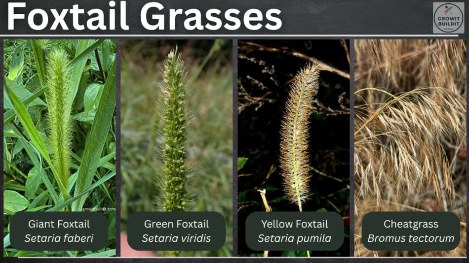 foxtail grasses