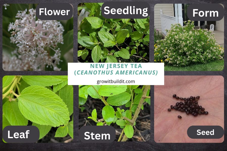 New Jersey Tea identification