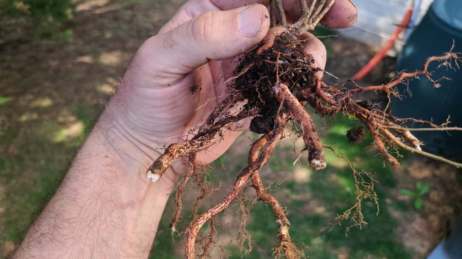 New Jersey Tea root