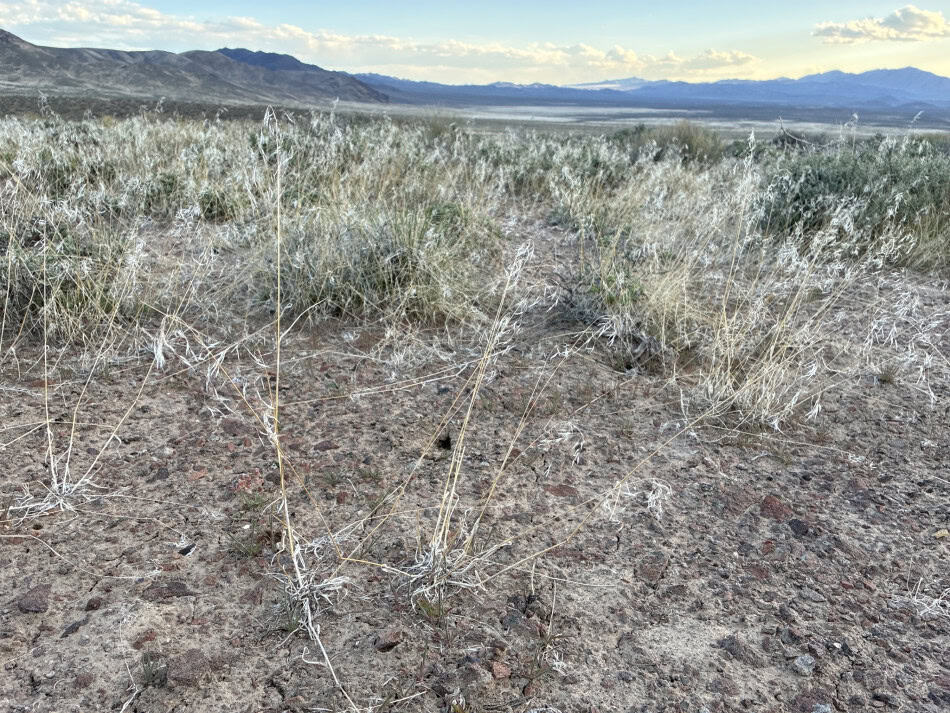 cheatgrass desert