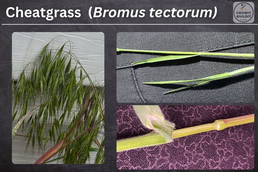cheatgrass bromus tectorum