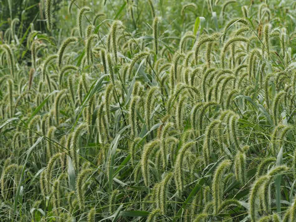 Giant Foxtail grass