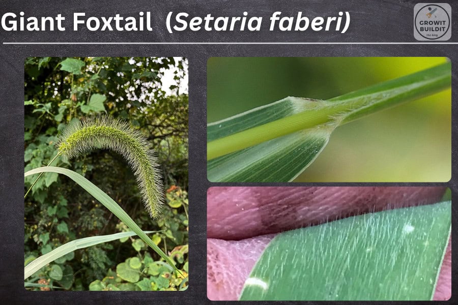 giant foxtail setaria faberi