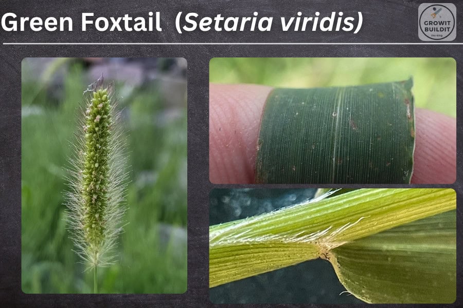 green foxtail setaria viridis