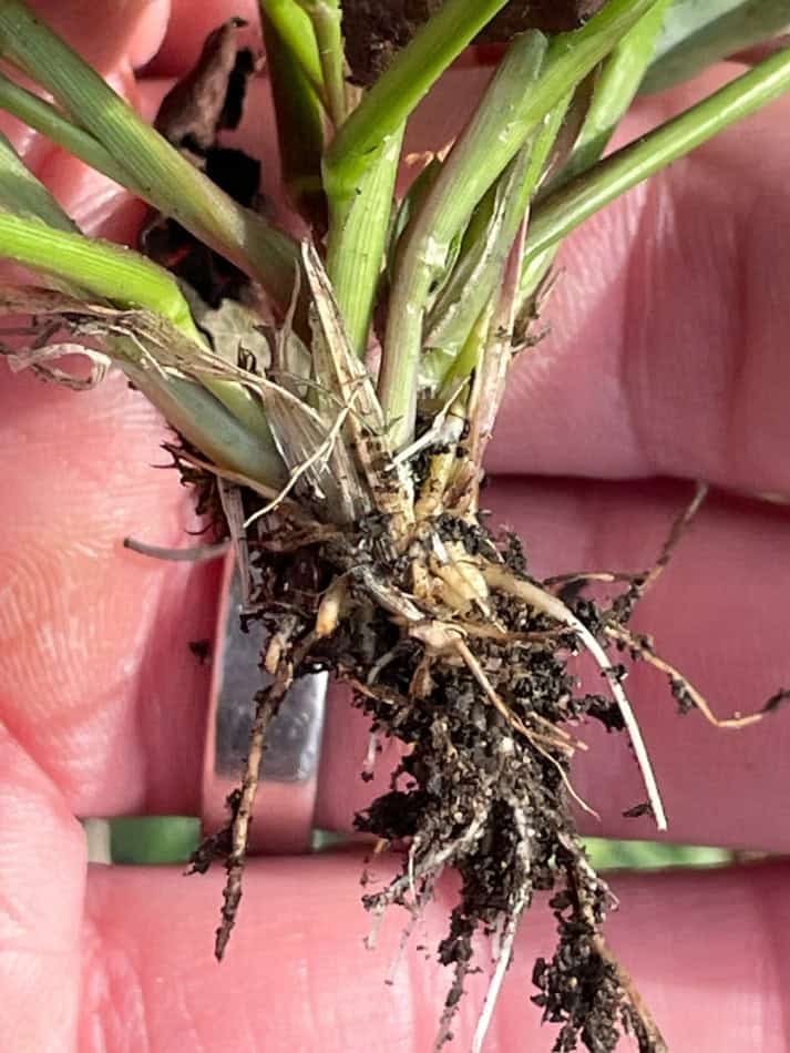 green foxtail root