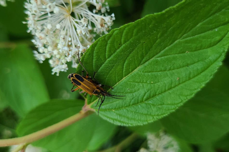 New Jersey Tea beetle