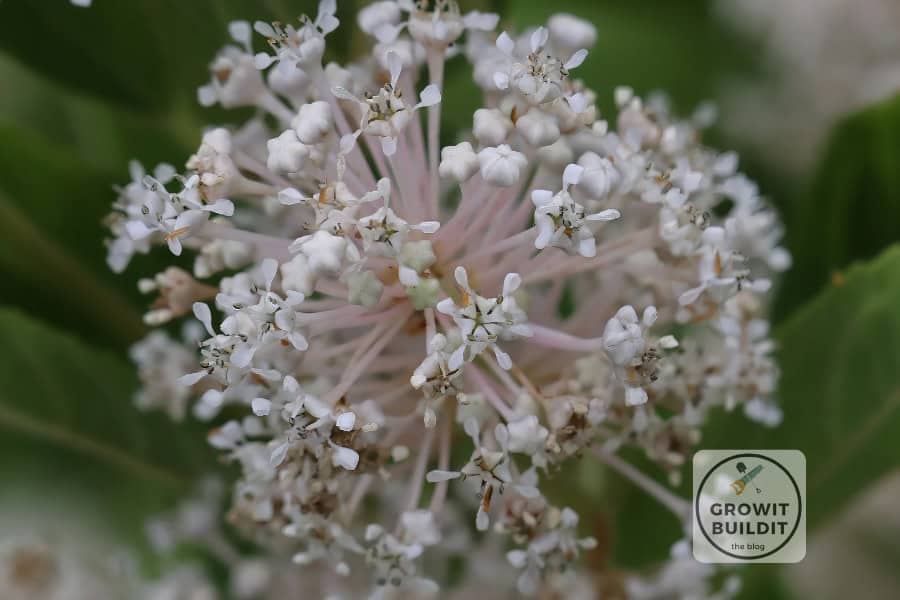 New Jersey Tea flower