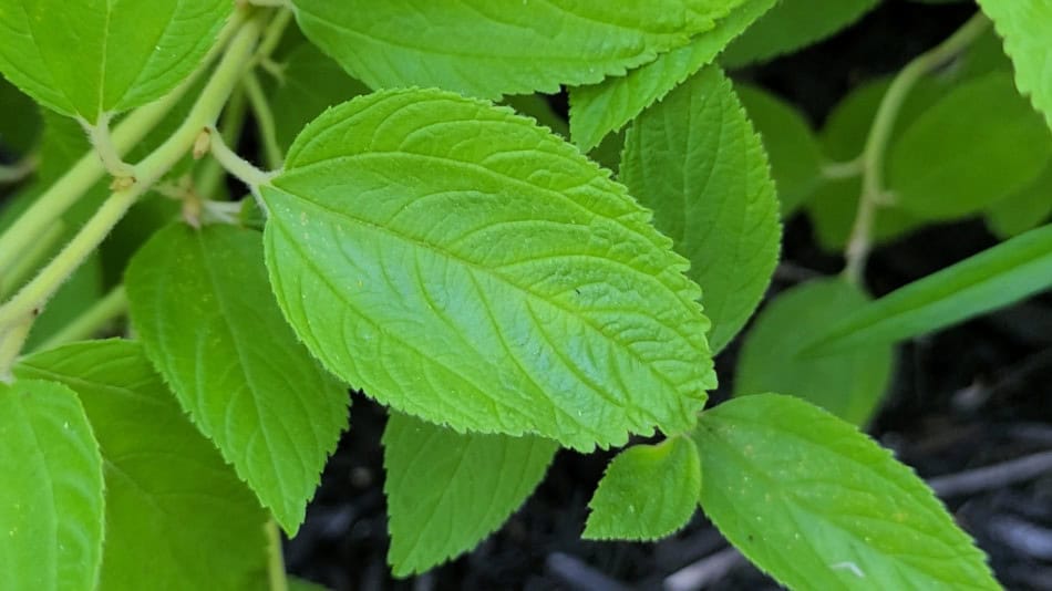 New Jersey Tea Leaf