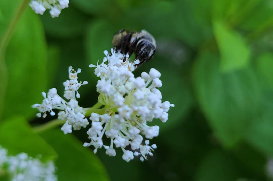New Jersey Tea bee