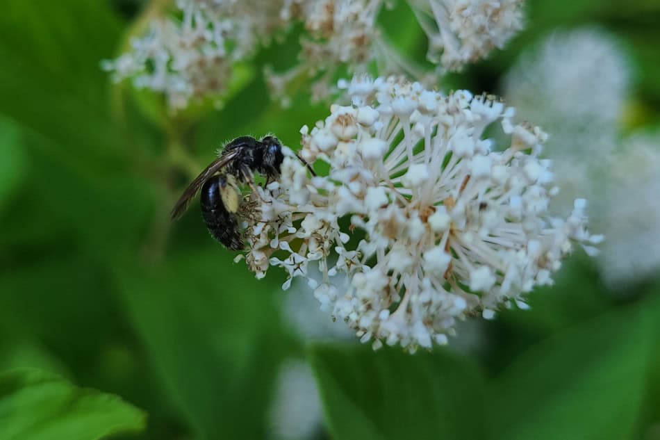 new jersey tea pollinator