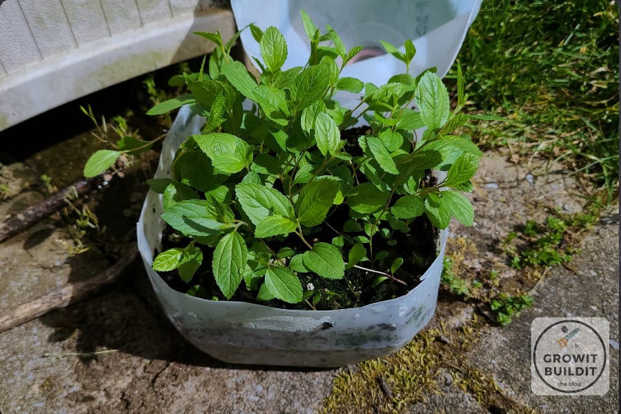 new jersey tea seedlings