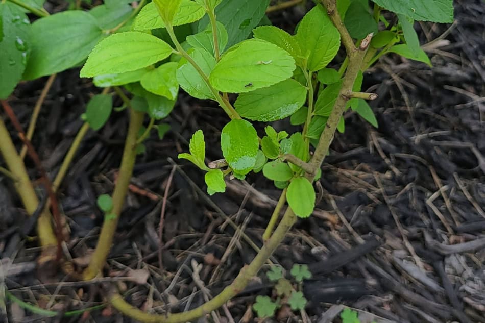 New Jersey Tea stalk