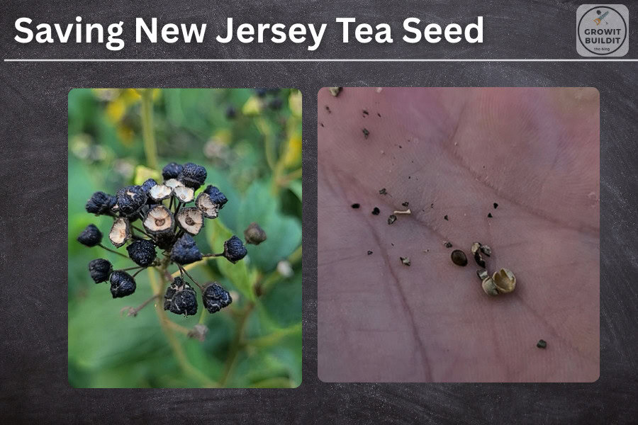 New Jersey Tea seeds