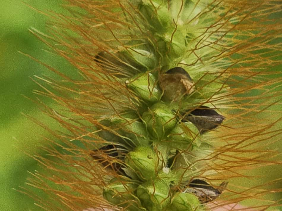 yellow foxtail