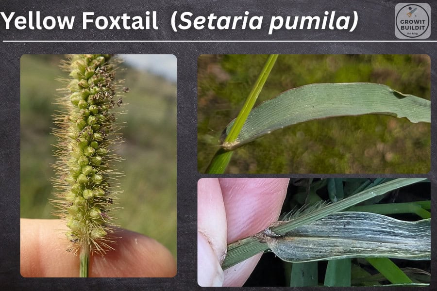 yellow foxtail setaria pumila