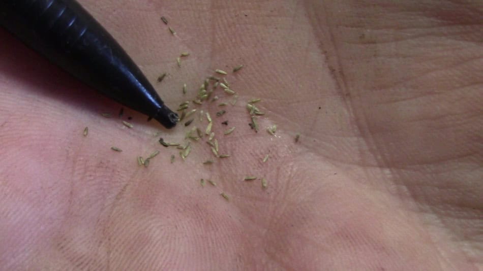wrinkle-leaf goldenrod seed
