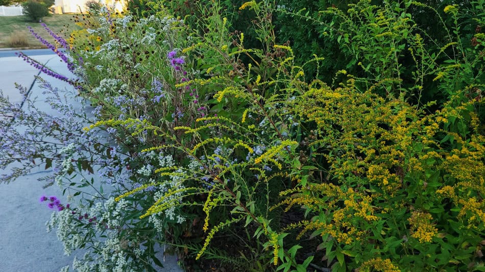 solidago rugosa liatris symphyotrichum sp