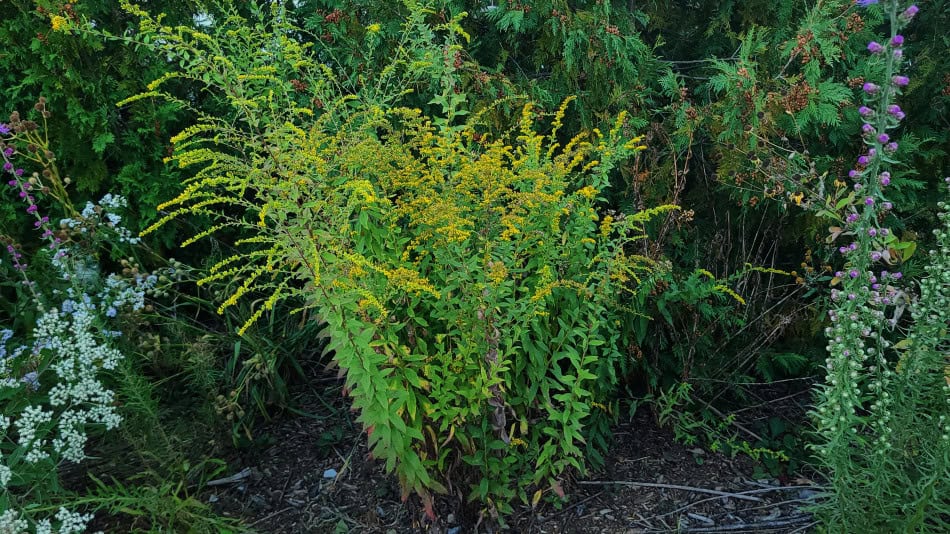 wrinkle-leaf goldenrod form