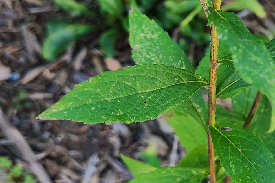 wrinkle-leaf goldenrod leaf