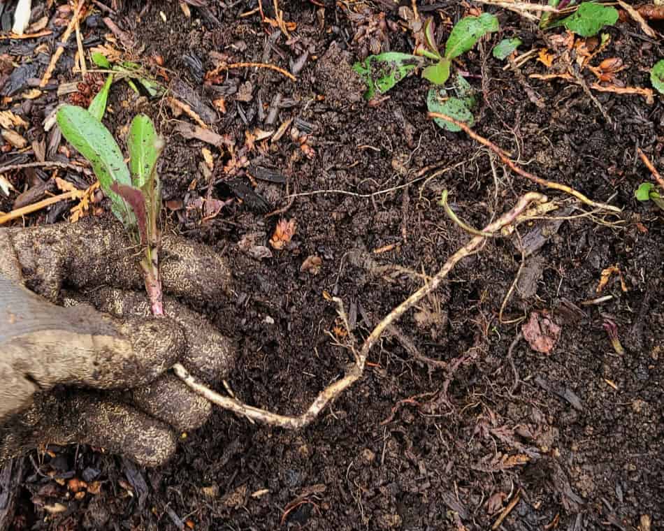 wrinkle-leaf goldenrod root