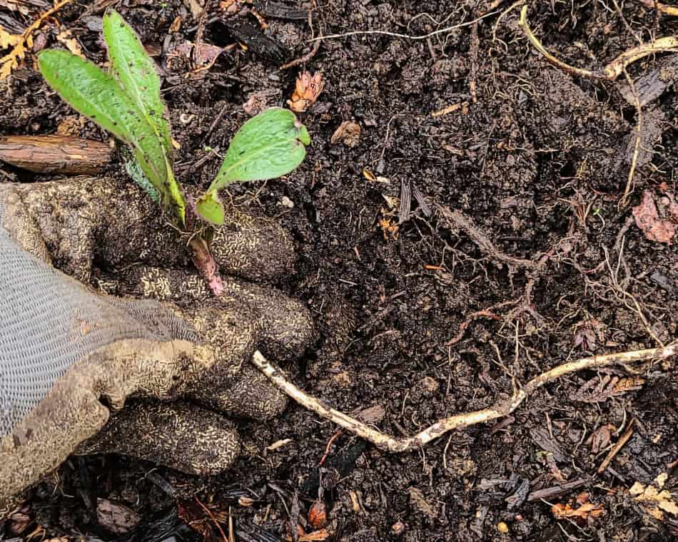 wrinkle-leaf goldenrod rhizome