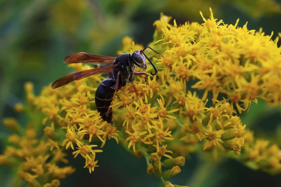 wrinkle-leaf goldenrod wasp