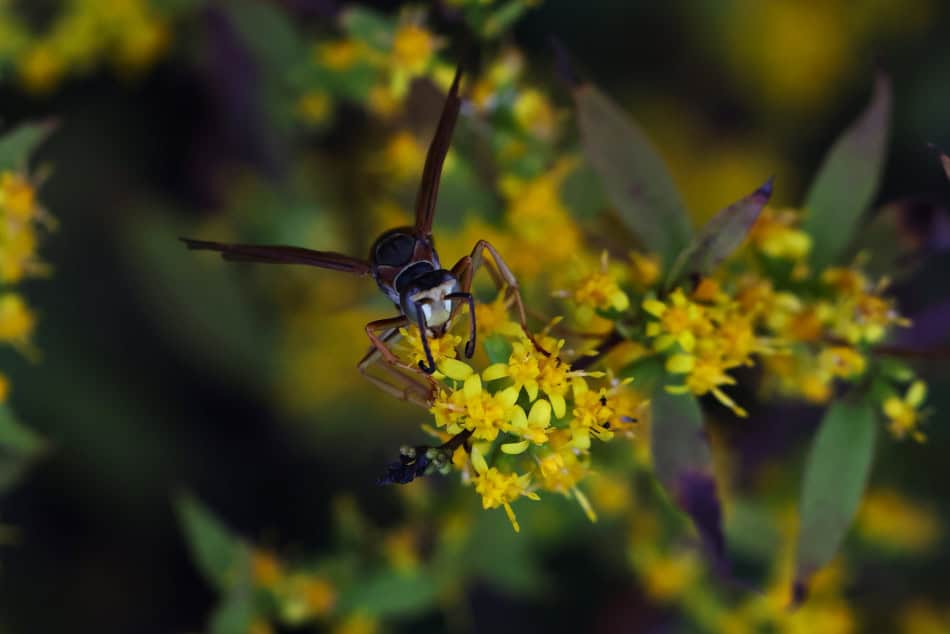 wrinkle-leaf goldenrod