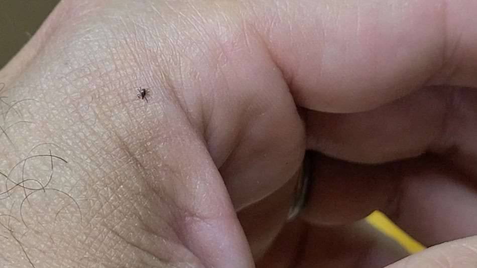 tick on hand