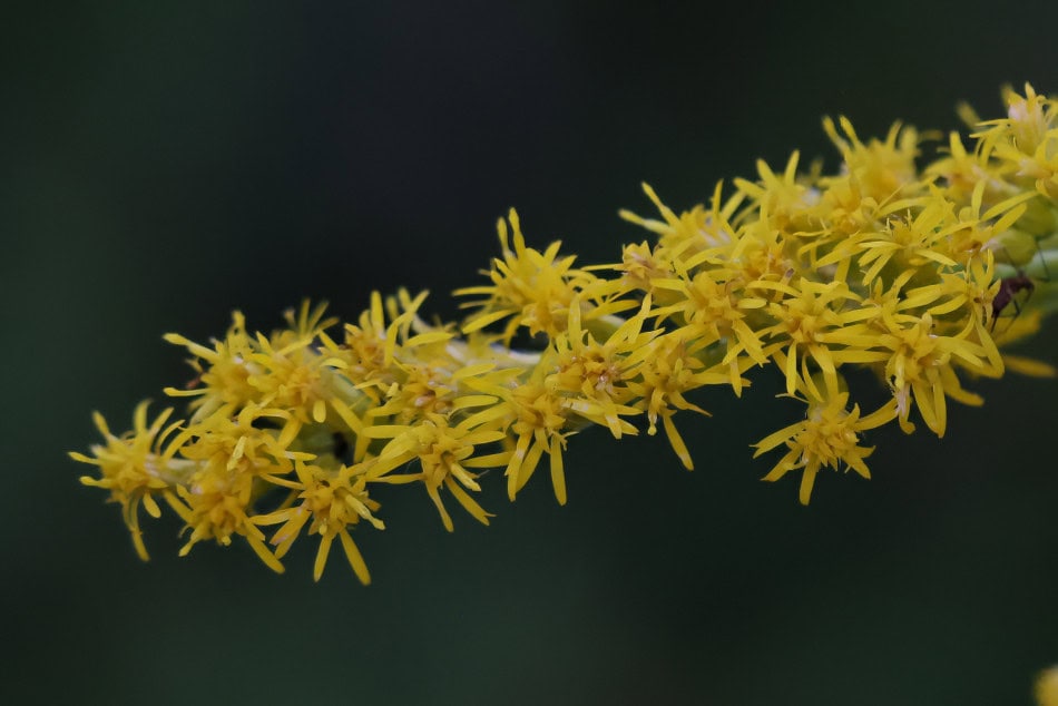 wrinkle-leaf goldenrod flower