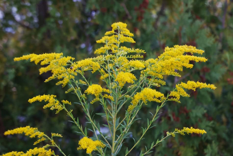 wrinkle-leaf goldenrod flower structure form panicle