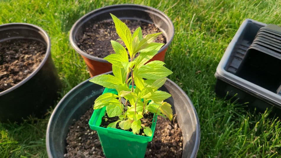 solidago rugosa seedling
